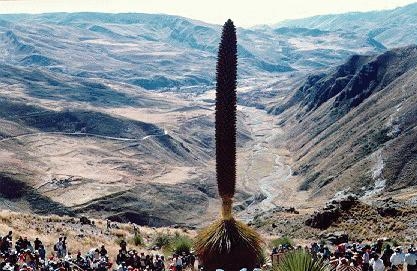 Fiesta por la titanca